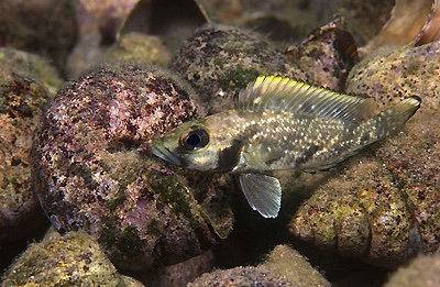 Lamprologus lemairii 'Mbita Island'